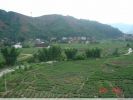 云岭兜。茶园 云岭兜。茶园
